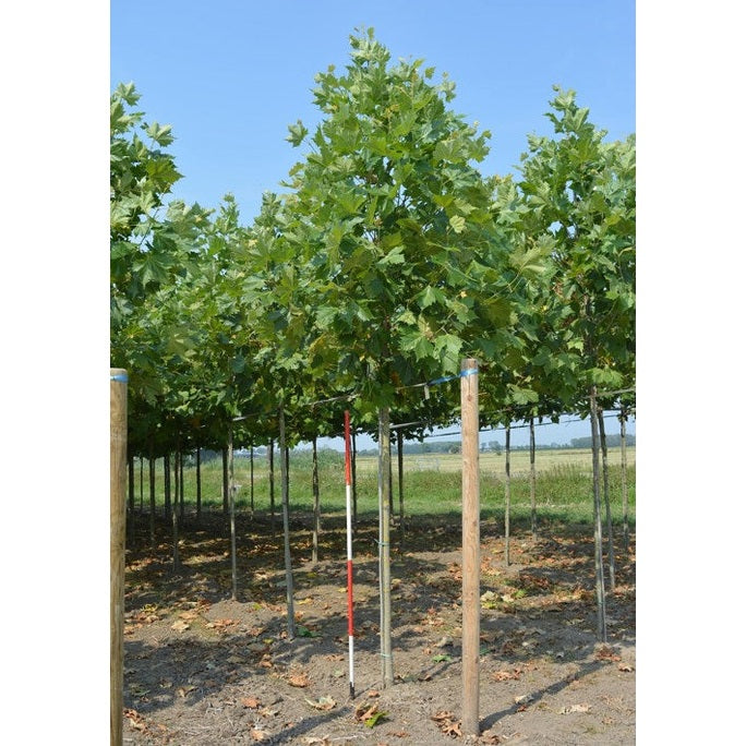 Platan - Platanus hispanica 12-14 HS,